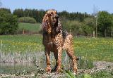SAINT-HUBERT (Bloodhound)